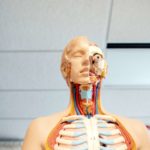 海外医学生の90%以上が使う定番解剖学アプリComplete Anatomyを解説