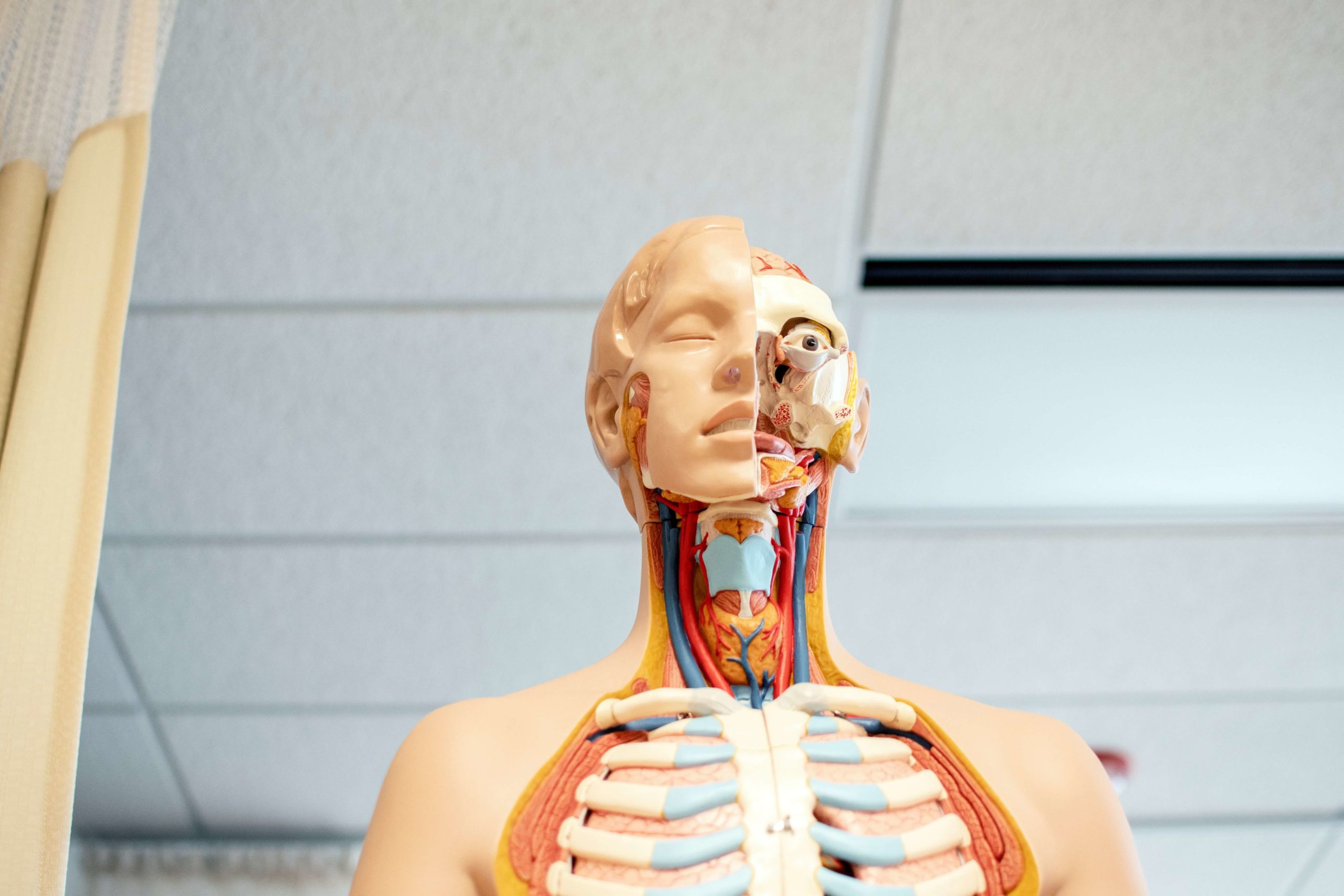 海外医学生の90％以上が使う定番解剖学アプリComplete Anatomyを解説